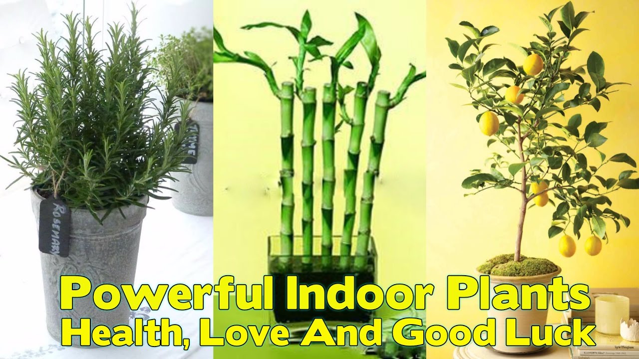 12 Powerful Indoor Plants That Are Known To Bring You Good Health, Love